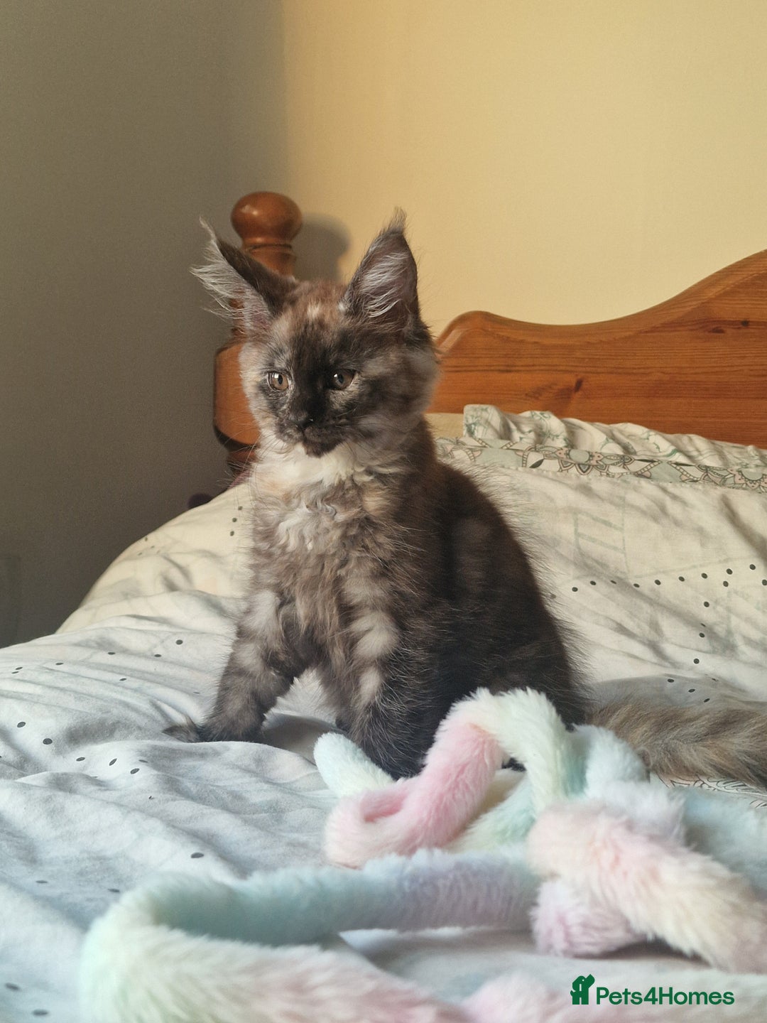 Maine Coon cats for sale: Ready Now! Smoke dark tortoishell Girl  - Image 1