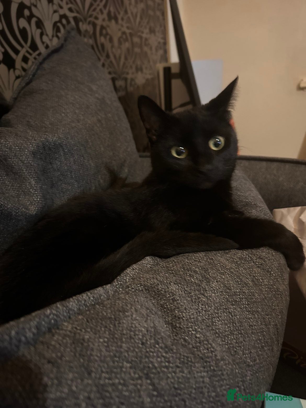 Bombay cats Black, female age 1 year and a half. - Advert 3