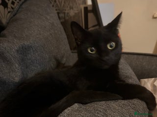 Bombay cats Black, female age 1 year and a half. - Advert 1