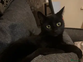 Bombay cats Black, female age 1 year and a half. - Advert 4