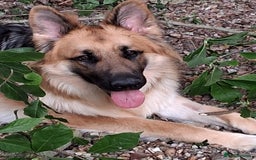 German Shepherd dogs for sale: Stunning long  German Shepherd puppies gsd pups  - Image 25