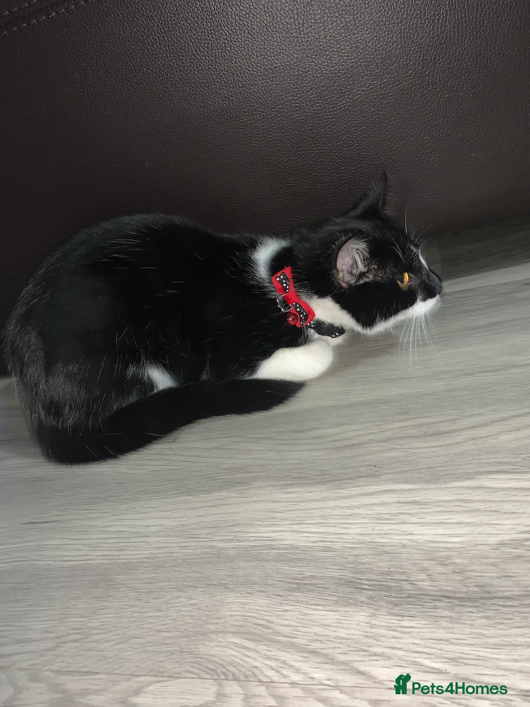 Mixed Breed cats for sale: Light - Advert 3