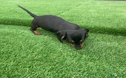 Miniature Dachshund dogs for sale: 4 adorable miniature dachshund puppies  - Image 33