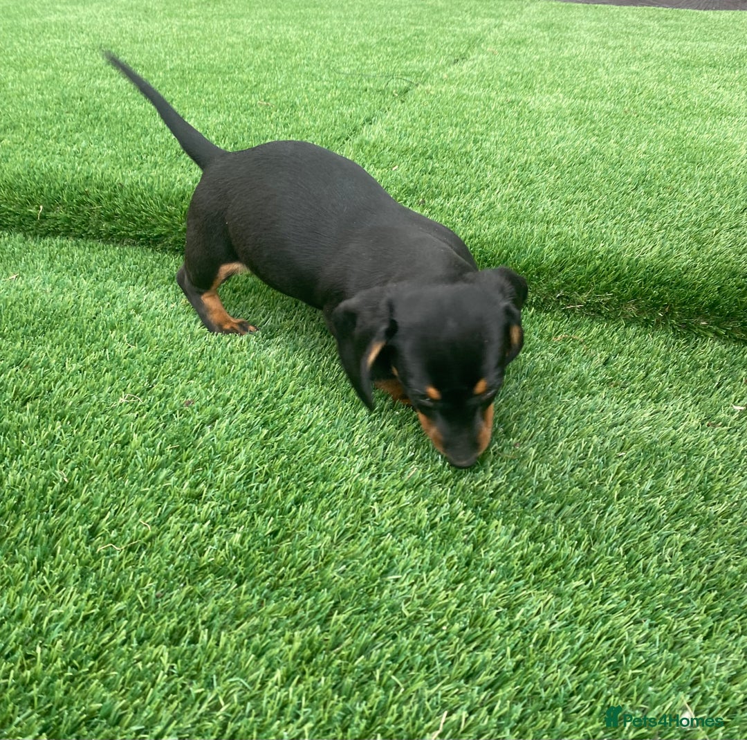 Miniature Dachshund dogs for sale: 4 adorable miniature dachshund puppies  - Image 33