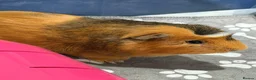 Guinea Pig rodents for sale: Lone Male guinea pig looking for a new home - Advert 2