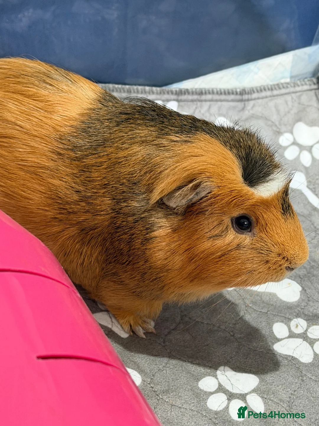 Guinea Pig rodents for sale: Lone Male guinea pig looking for a new home - Advert 2