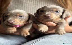 Miniature Dachshund dogs for sale: Kennel club registered dachshund puppys PRA clear  - Image 21