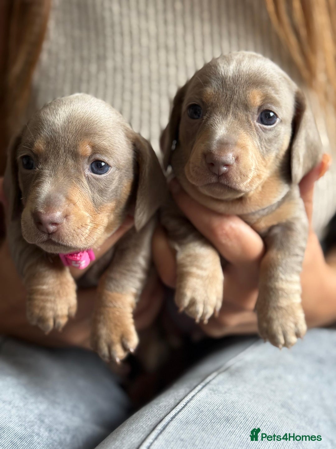 Miniature Dachshund dogs for sale: Kennel club registered dachshund puppys PRA clear  - Image 21