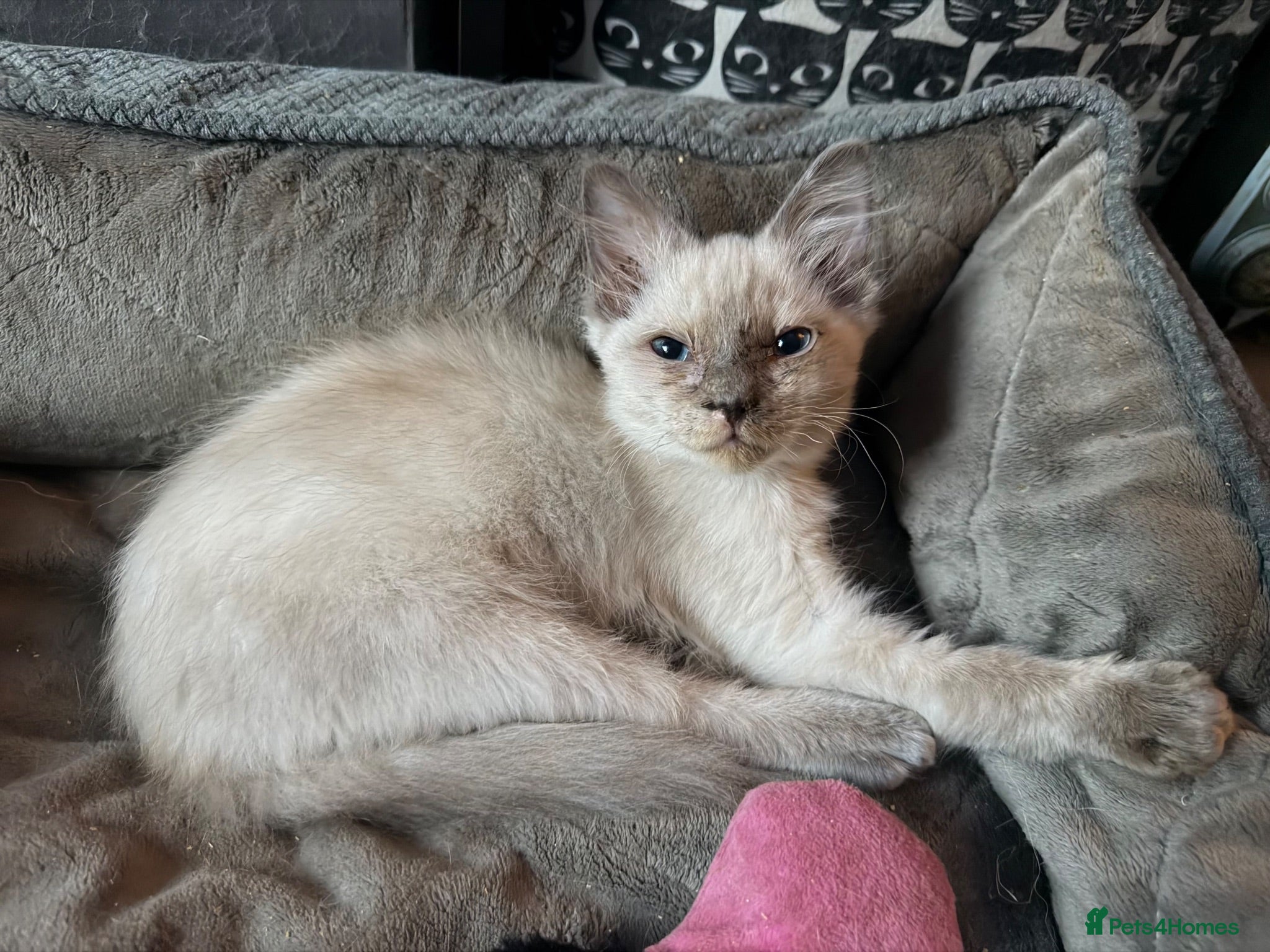 Ragdoll cats Ragdoll kitten female  - Advert 1