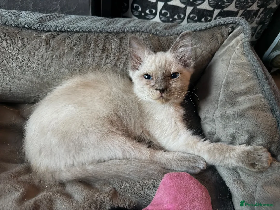 Ragdoll cats for sale: Ragdoll kitten female  - Advert 1