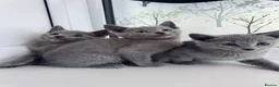 Russian Blue cats for sale: TICA Rusian Blue kittens  - Advert 7