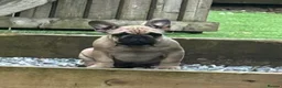 French Bulldog dogs for sale: French Bulldog Puppies - Fawn/Cream - Advert 8
