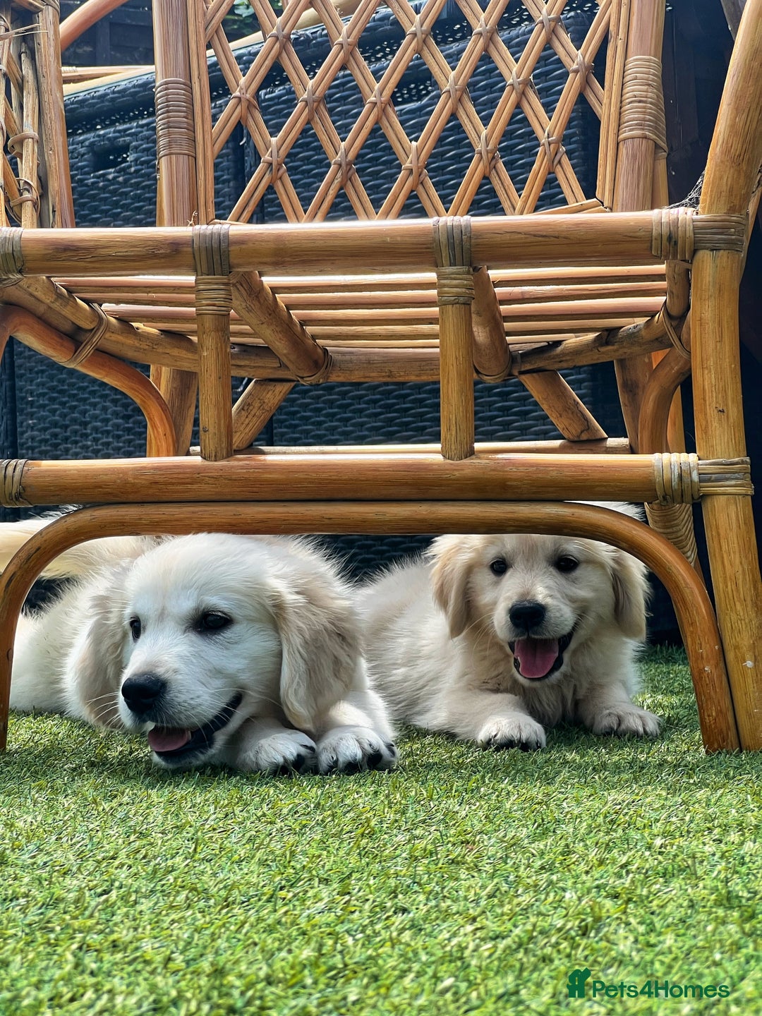 Golden Retriever dogs for sale: Stunning Litter of Golden Retrievers! in Lydbury North - Image 35