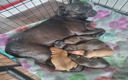 Patterjack dogs for sale: Paterjacks  - Image 8