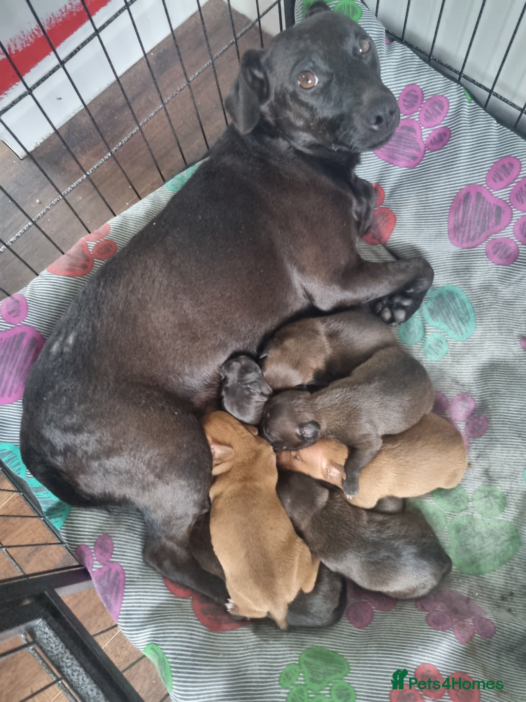 Patterjack dogs for sale: Paterjacks  - Image 8