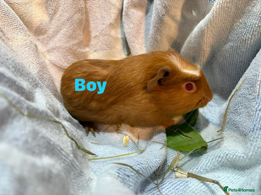 Guinea Pig rodents for sale: Ready to leave - Male & Female Guinea pigs  - Advert 13