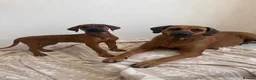 Rhodesian Ridgeback dogs for sale: KC registered, the last girl. The right home. in Portsmouth - Advert 1