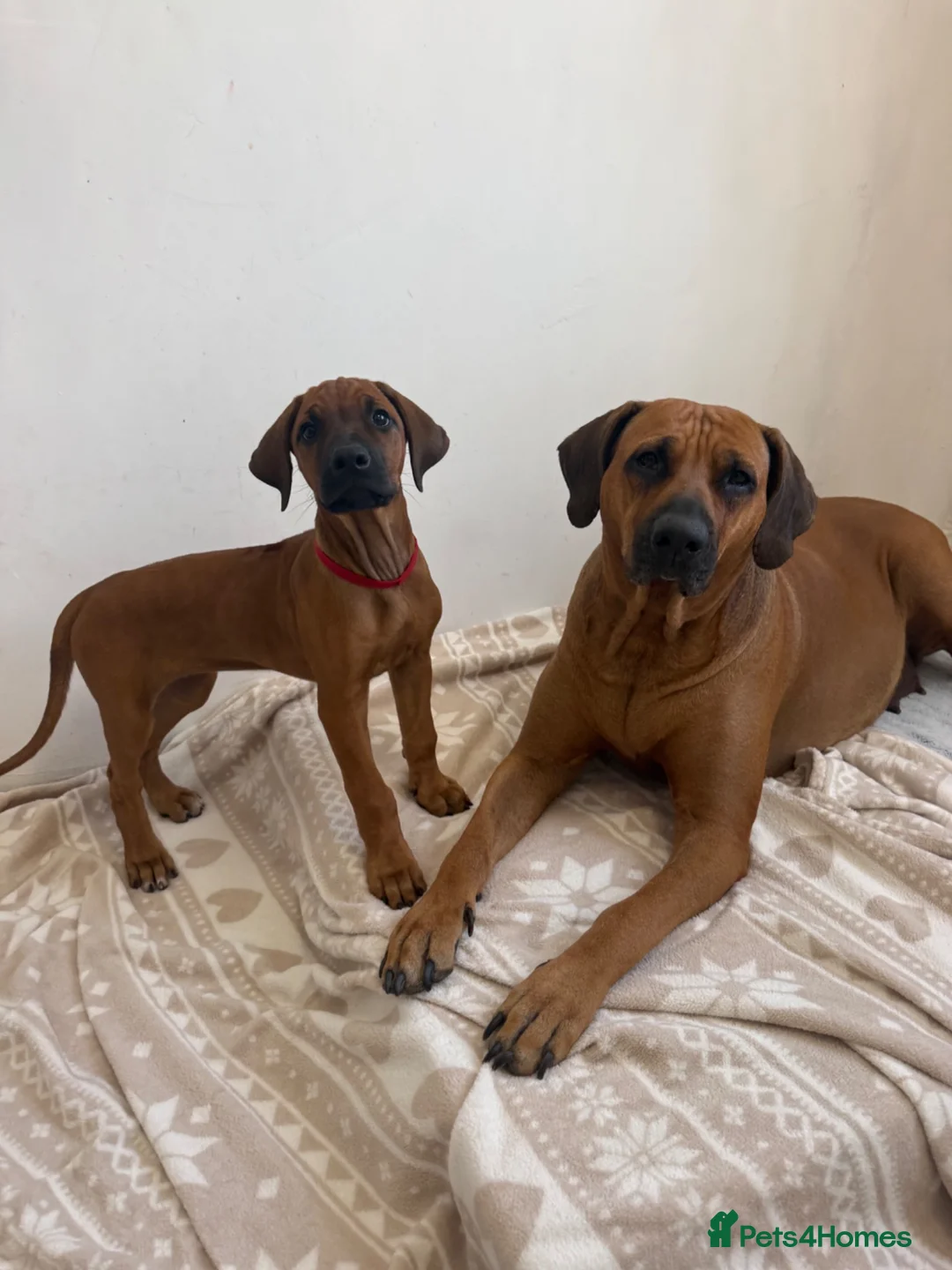Rhodesian Ridgeback dogs for sale: KC registered, the last girl. The right home. in Portsmouth - Advert 1