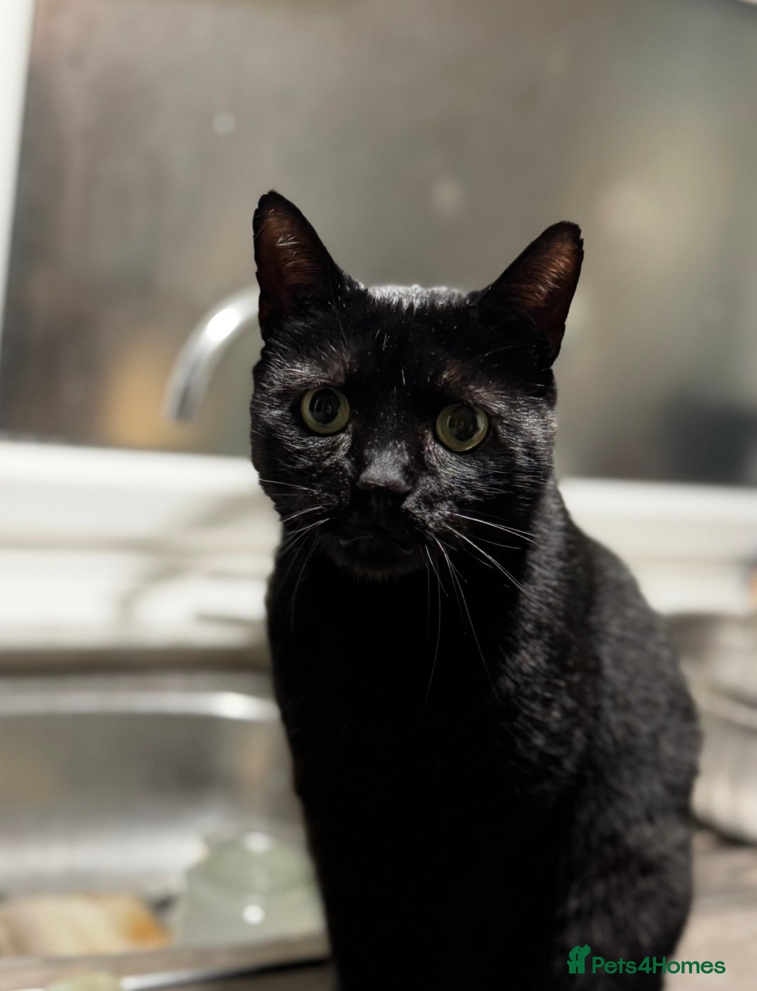 British Shorthair cats for sale: Gentle, Chatty Toby Needs a New Family to Love - Advert 5