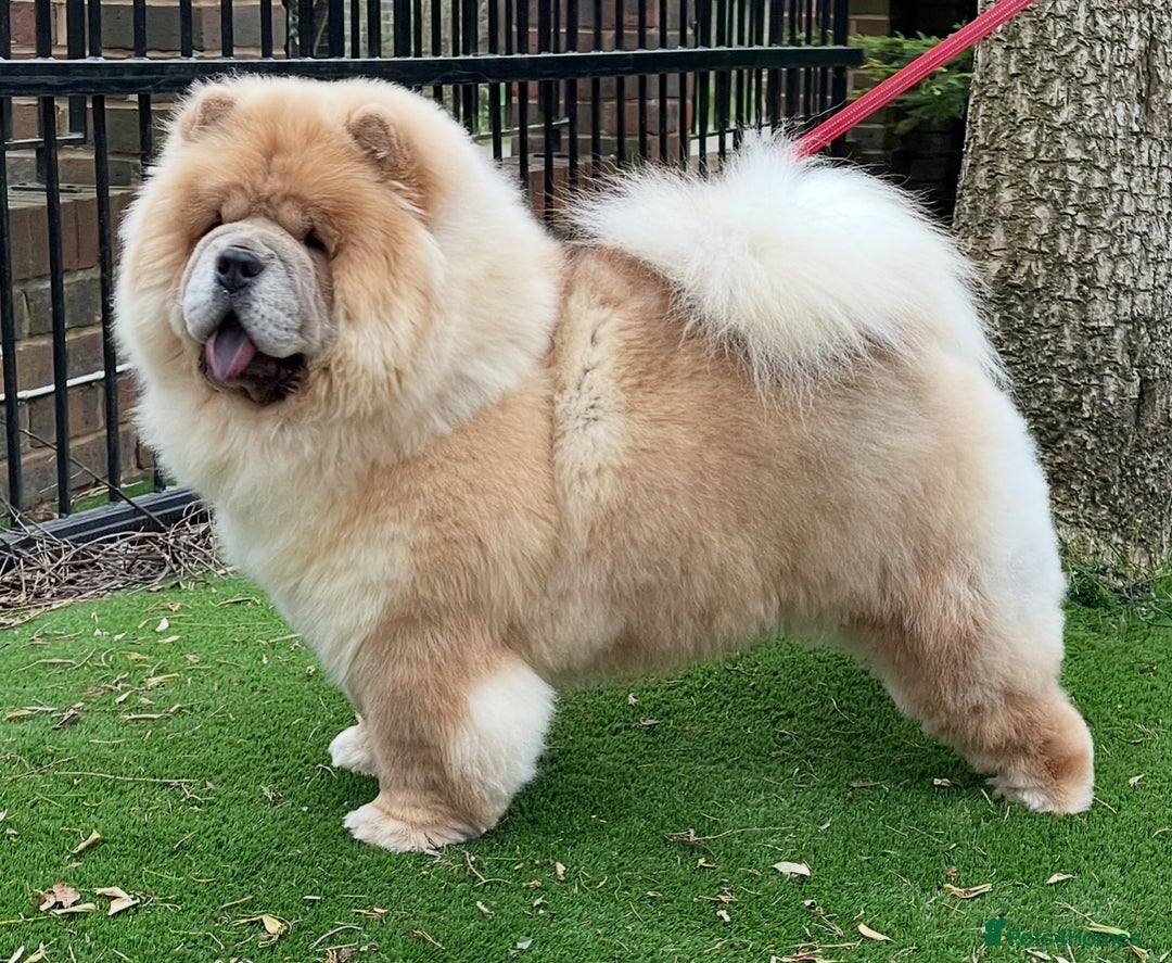 Chow Chow dogs for sale: 🧸🧸Beautiful Chow Chow Puppies🧸🧸 - Advert 9