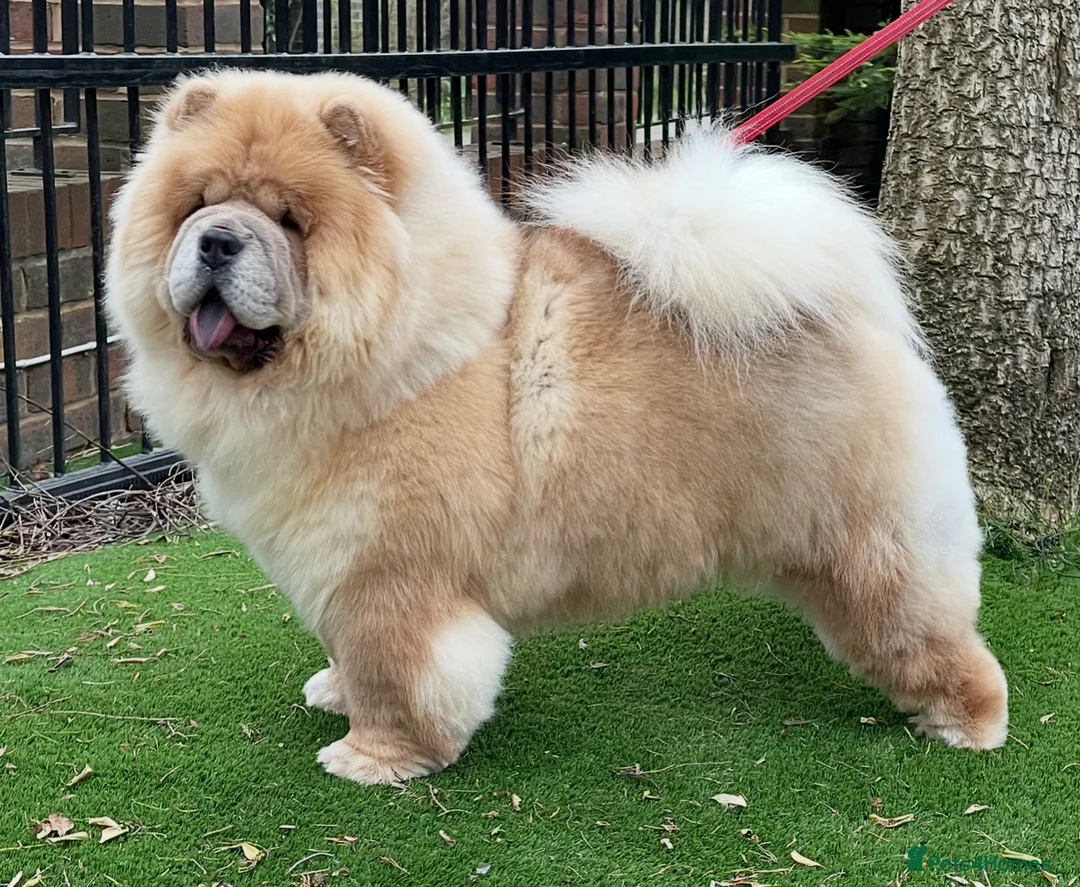 Chow Chow dogs for sale: 🧸🧸Beautiful Chow Chow Puppies🧸🧸 - Advert 19