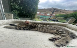 Savannah cats for sale: Savannah/Maine Coon Kittens Excellent Temperament - Image 7