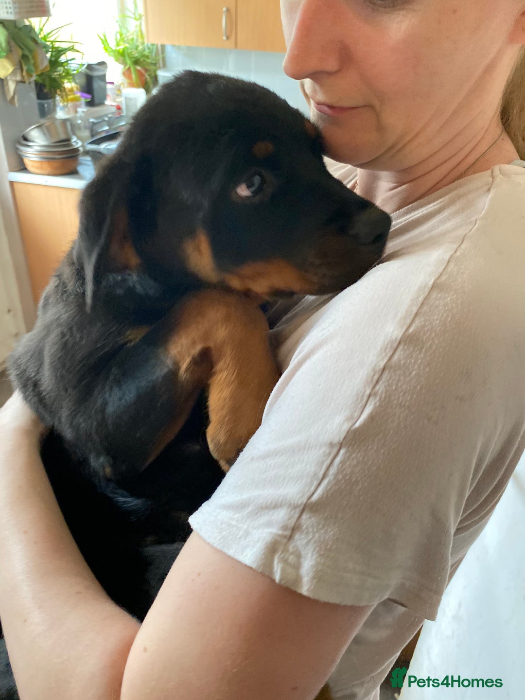 Rottweiler dogs for sale: KC Champion blood lines Rottweiler puppies  - Image 23