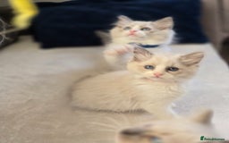 Ragdoll cats for sale: Ragdoll Kittens  - Advert 13