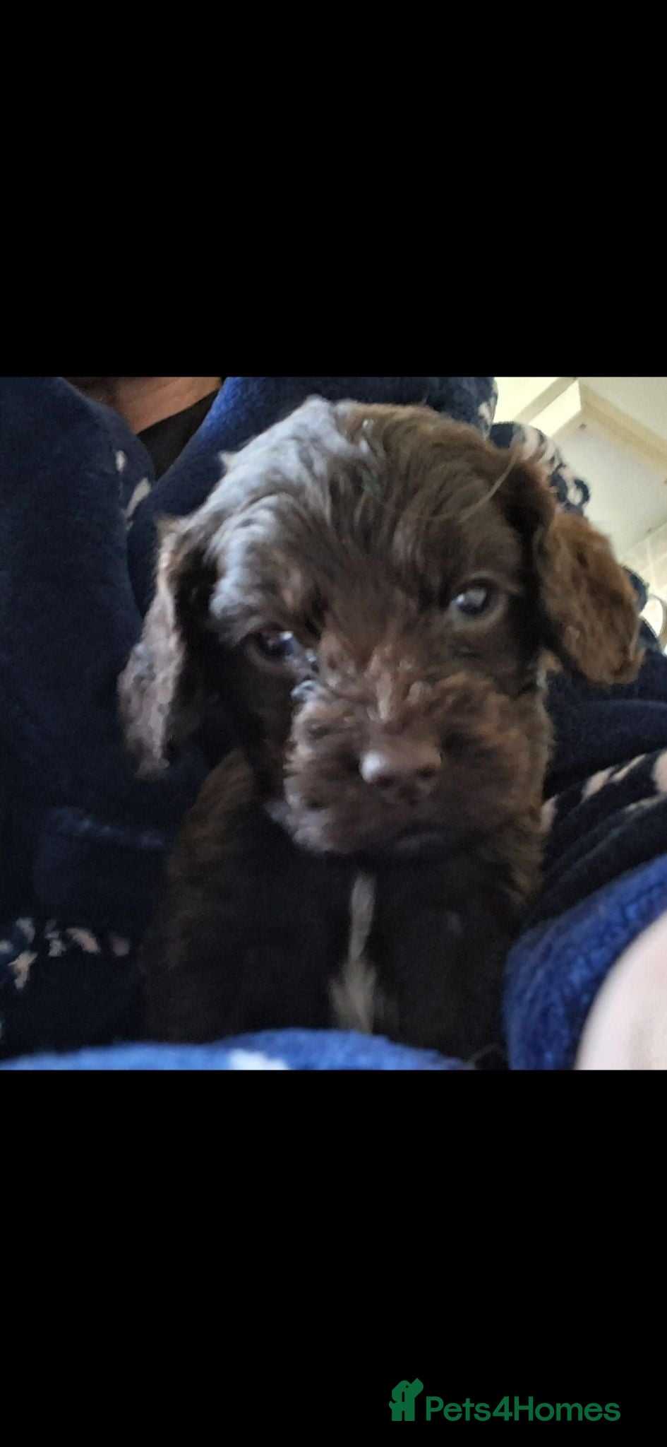 Cocker Spaniel dogs KC Reg Showtype Cocker Spaniel Puppy  - Advert 10