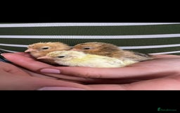 Chickens poultry for sale: Serama chicks FREE to good home in London - Image 1