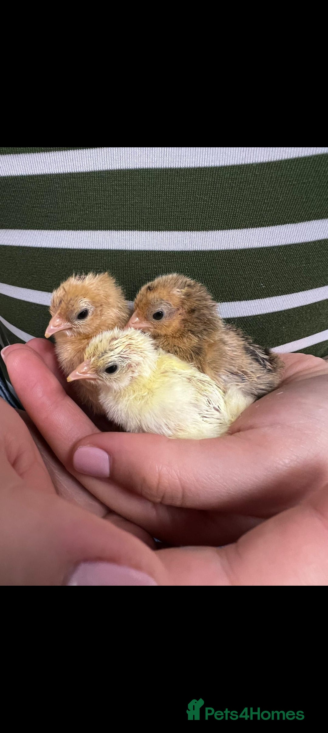 Chickens poultry for sale: Serama chicks FREE to good home in London - Image 1