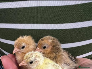 Chickens poultry in London - Advert 38