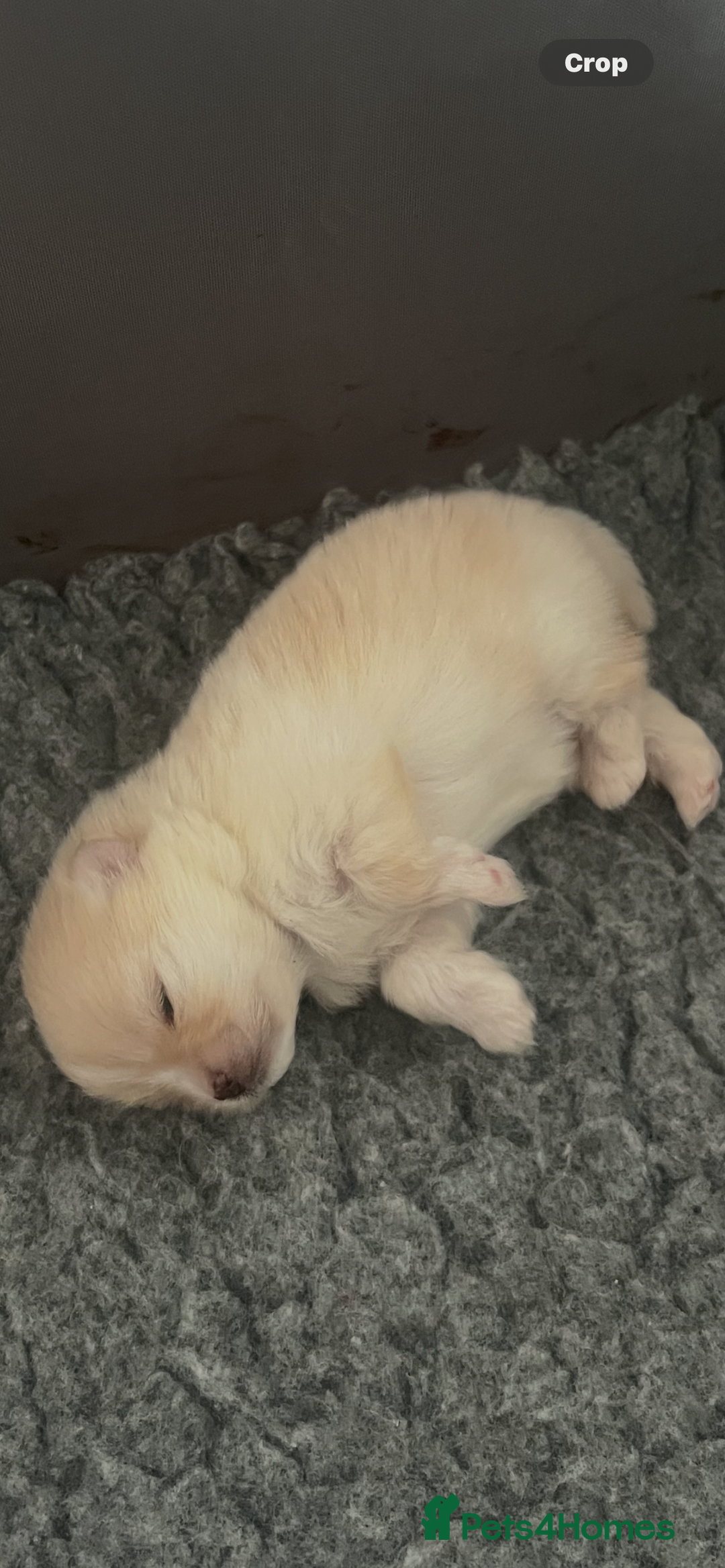 Pomeranian dogs for sale: pomerianian - Advert 6