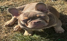French Bulldog dogs for sale: French Bulldog Puppies, pink and fluffy carriers - Image 27