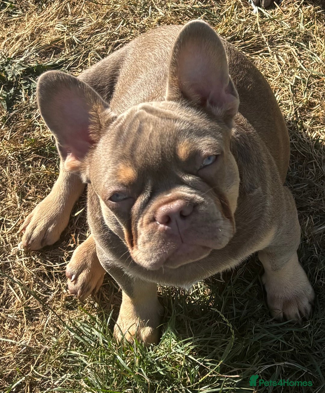 French Bulldog dogs for sale: French Bulldog Puppies, pink and fluffy carriers - Image 27