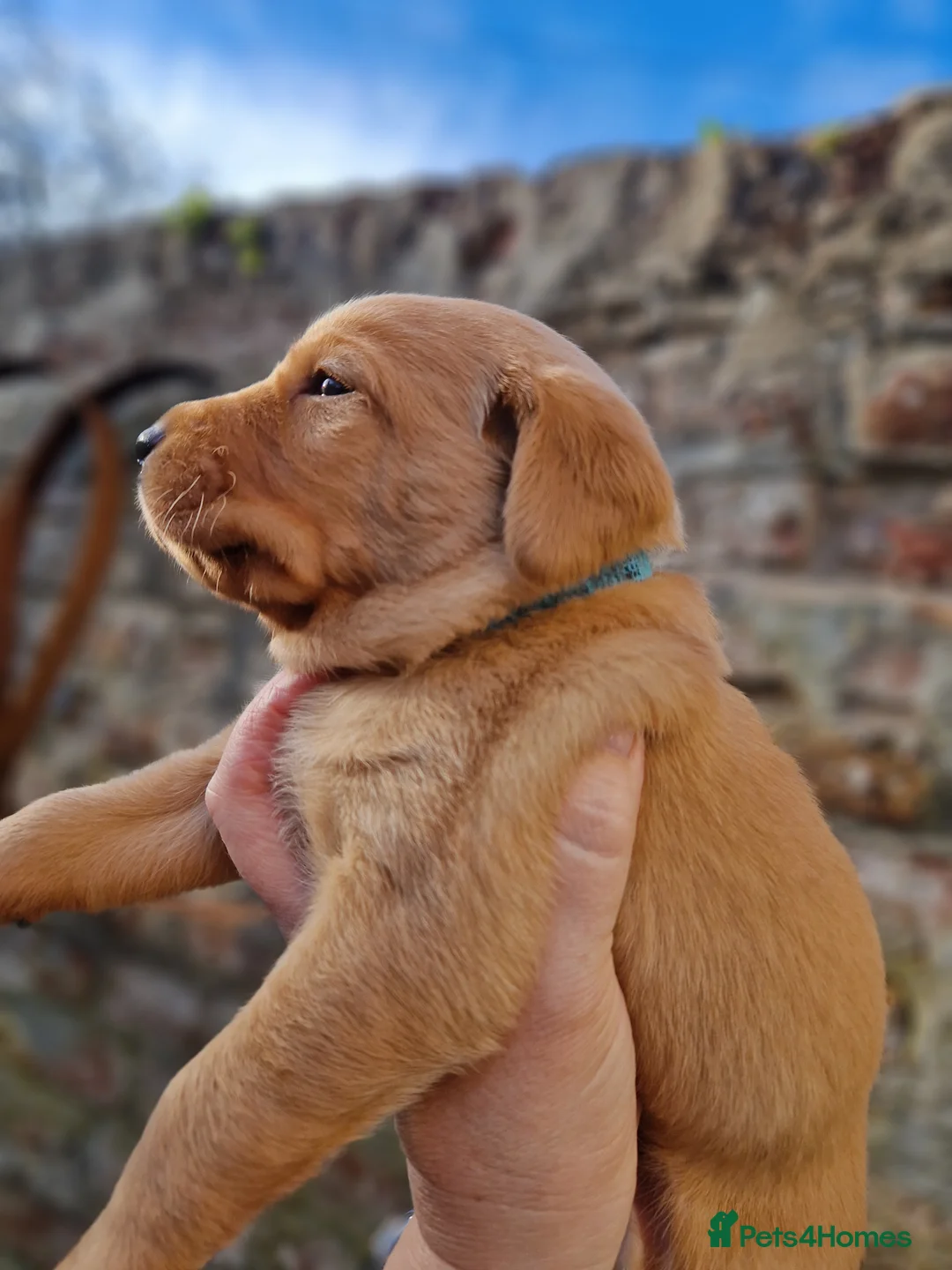 Labrador Retriever dogs for sale: KC Registered, Home reared, Labrador Puppies in Aberdeen - Advert 15