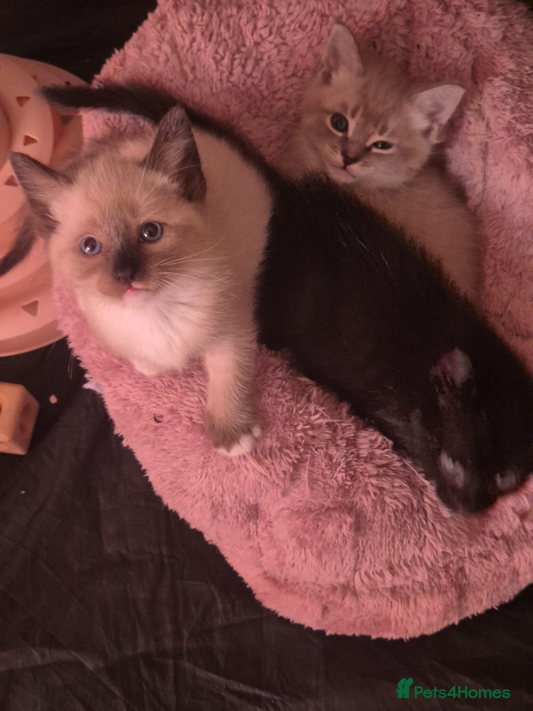 Norwegian Forest Cat cats for sale: Norwegian forest mixed tabby - Image 2