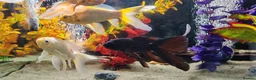 Goldfish fish for sale: Gold Fish sarasa, comets and shubunkin  - Advert 10