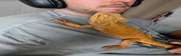 Bearded Dragon reptiles for sale: 3 year old male bearded dragon - Advert 7