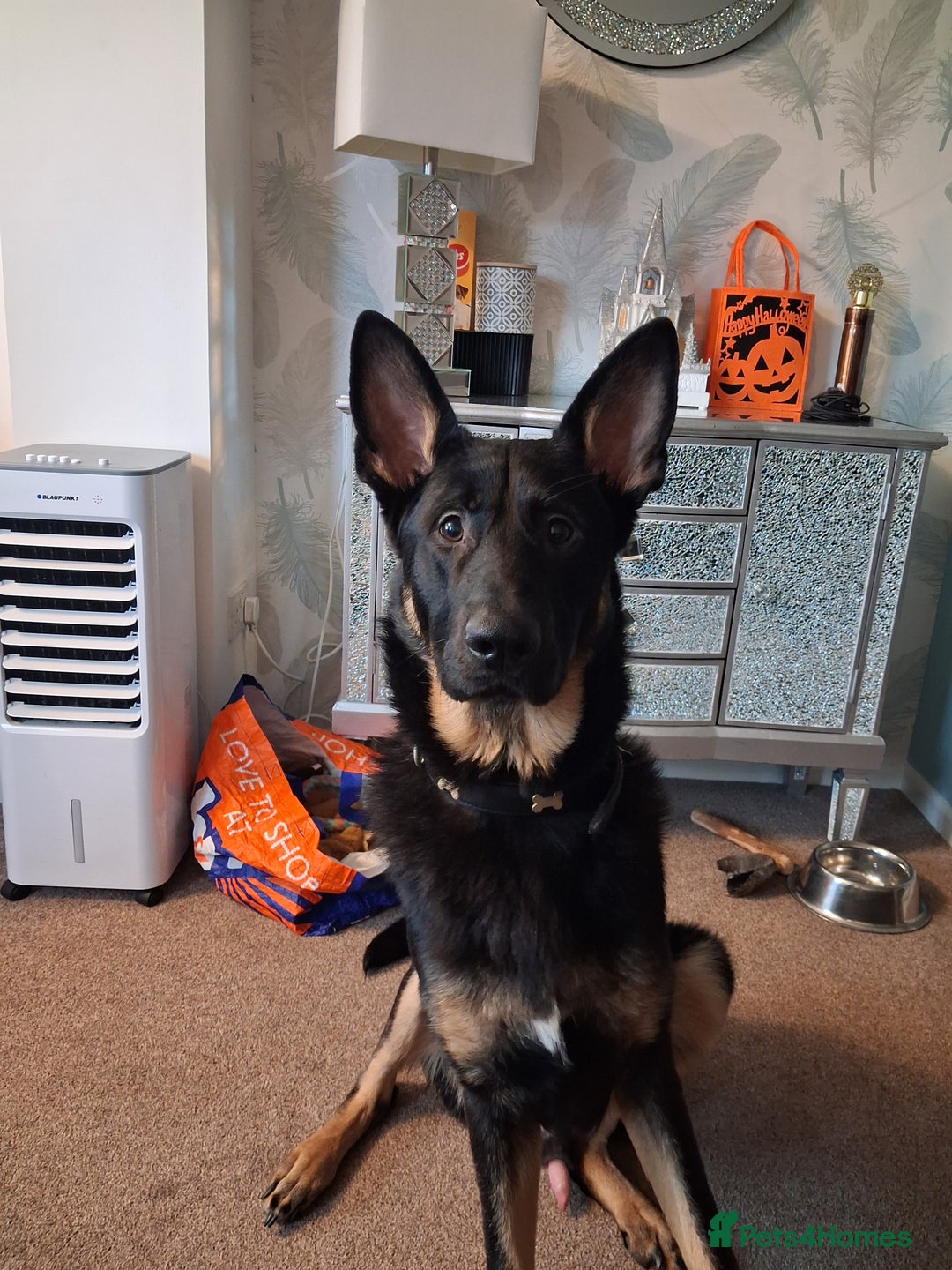 German Shepherd dogs for sale: Beautiful male German shepherd  - Advert 2