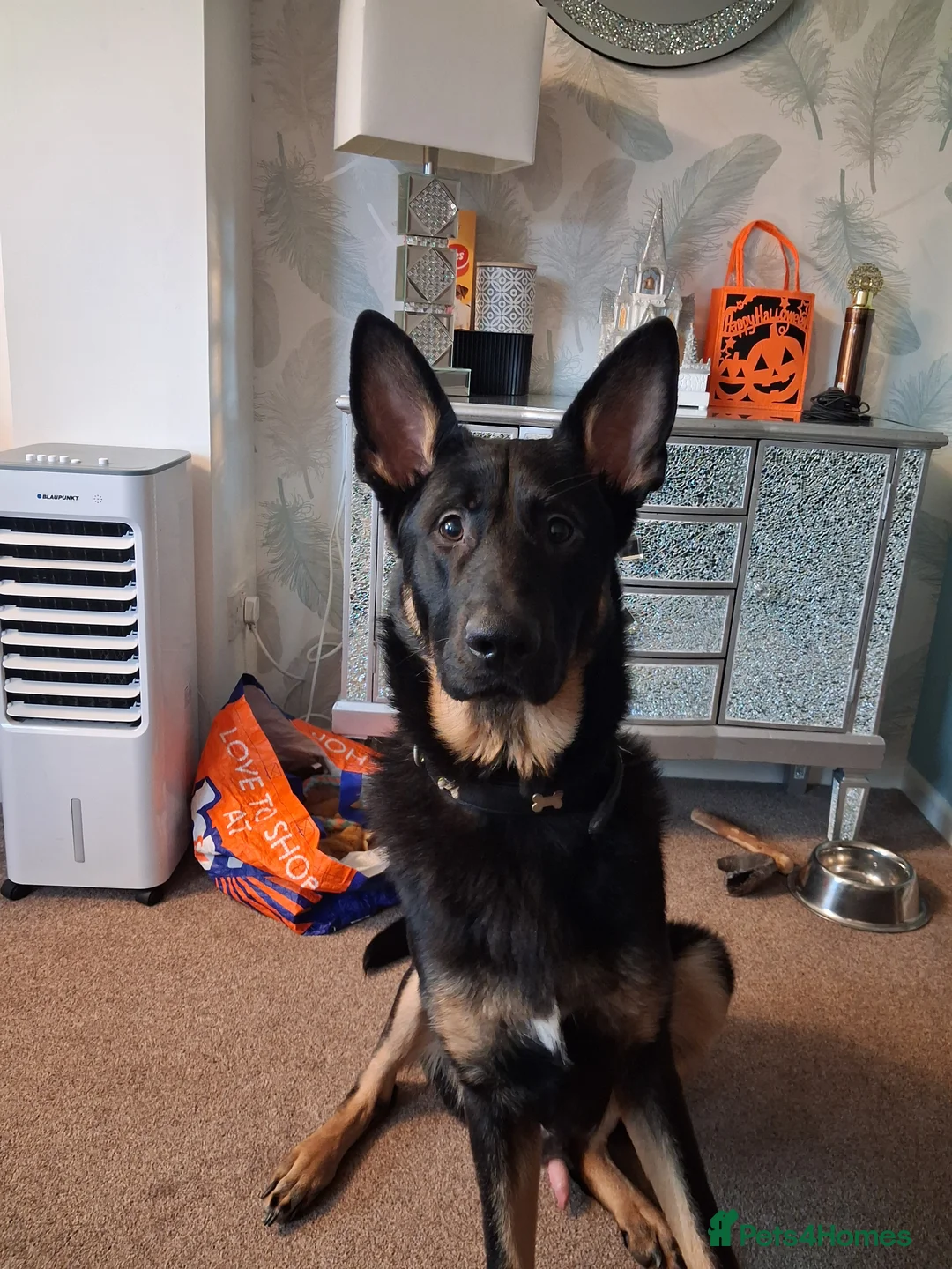 German Shepherd dogs for sale: Beautiful male German shepherd  - Advert 2