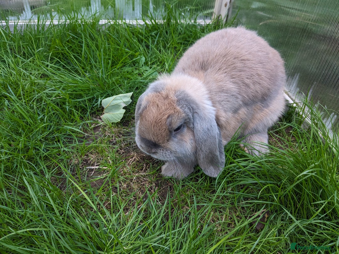 Guinea Pig rodents for sale: Guinea pigs and rabbits  - Image 5