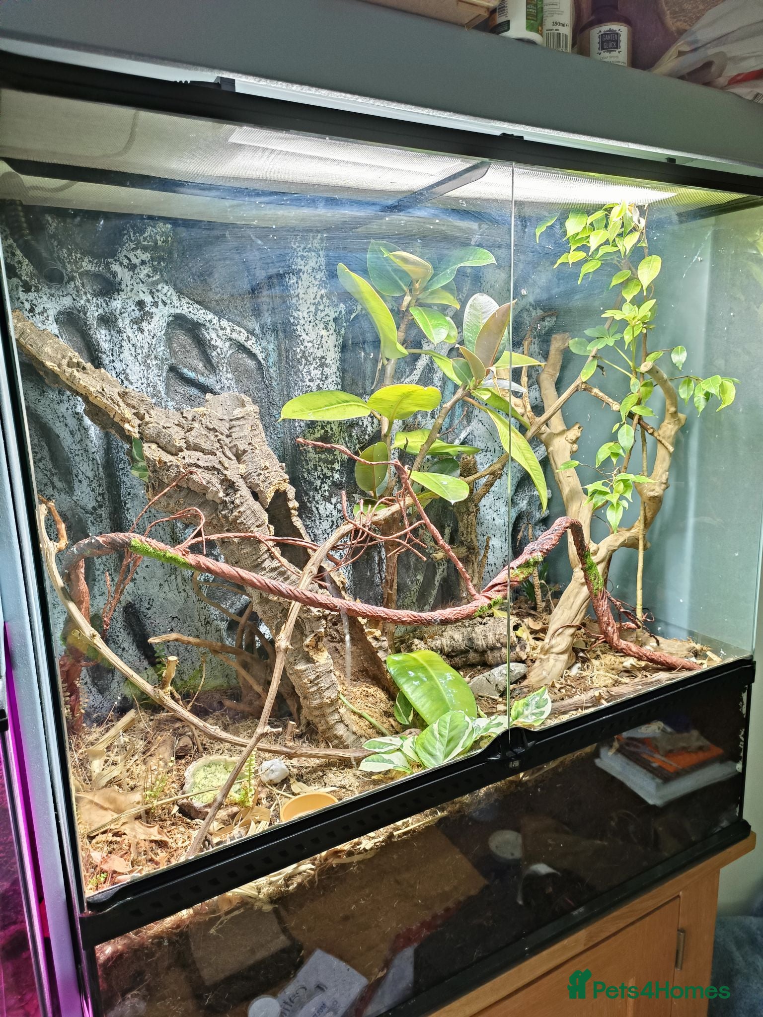 Gecko reptiles M Crested Gecko with Enclosure - Advert 8