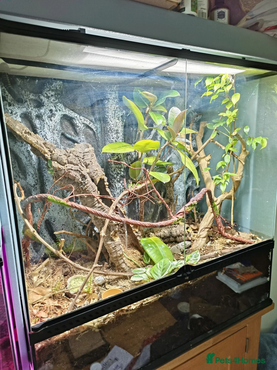 Gecko reptiles for sale: M Crested Gecko with Enclosure - Advert 1