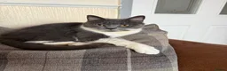 Mixed Breed cats for sale: Beautiful placid kittens  - Advert 1