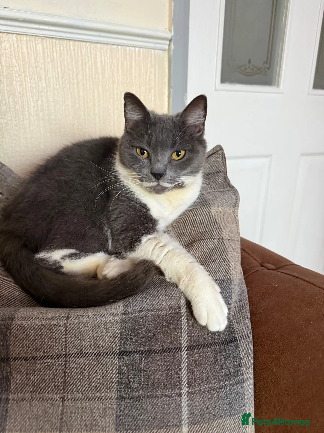 Mixed Breed cats for sale: Beautiful placid kittens  - Advert 1
