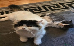 Scottish Fold cats for sale: 5month Scottish Fold - Image 9