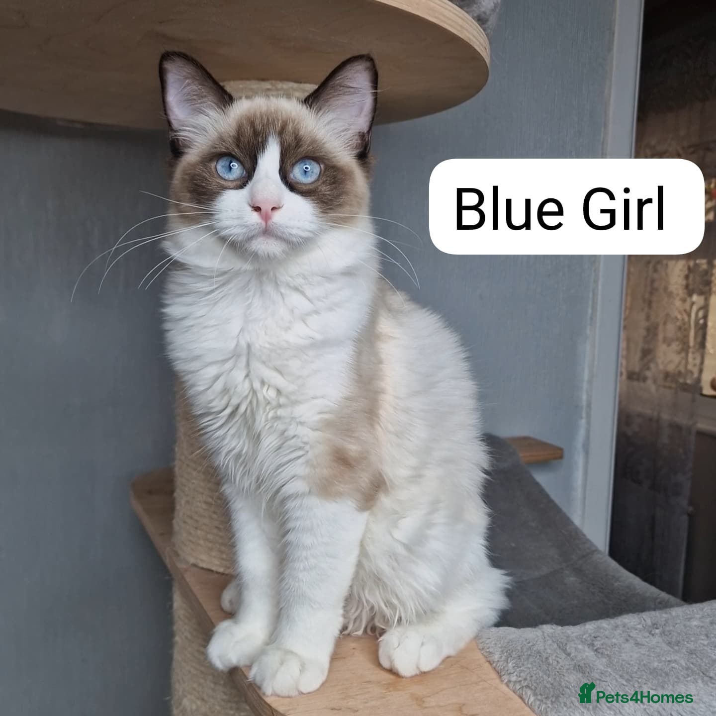 Ragdoll cats 💕 ONLY 2 BEAUTIFUL RAGDOLL GIRLS LEFT  - Advert 1