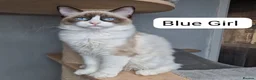 Ragdoll cats for sale: 💕 ONLY 2 BEAUTIFUL RAGDOLL GIRLS LEFT  - Advert 1