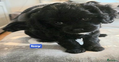 Cavapoo dogs - Advert 12